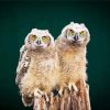 Owl Couple Birds Diamond Painting