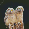 Owl Couple Birds Diamond Painting