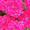 Pink Verbena Flowers Diamond Painting