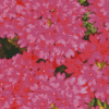 Pink Verbena Flowers Diamond Painting