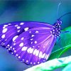 Purple Butterfly diamond painting