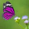 Purple Butterfly On Flower diamond painting