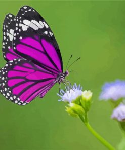 Purple Butterfly On Flower diamond painting