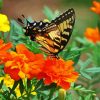 Swallowtail On Marigolds Diamond Painting