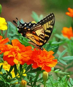 Swallowtail On Marigolds Diamond Painting