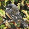 The New Zealand Fantail Bird diamond painting