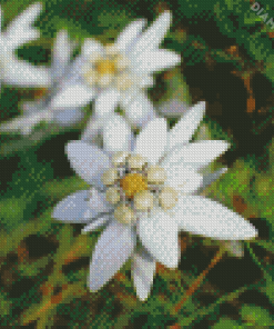 White Edelweiss Diamond Painting