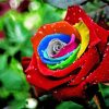 Aesthetic Colorful Rose Flower Diamond Painting