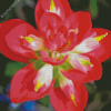 Indian Paintbrush Flower Diamond Painting