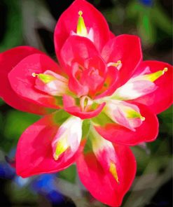 Indian Paintbrush Flower Diamond Painting