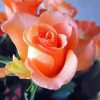 Beautiful Peach Roses Diamond Painting