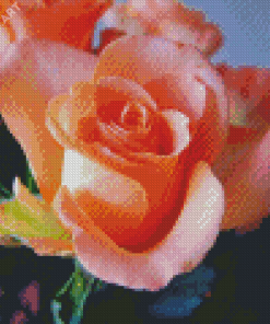 Beautiful Peach Roses Diamond Painting