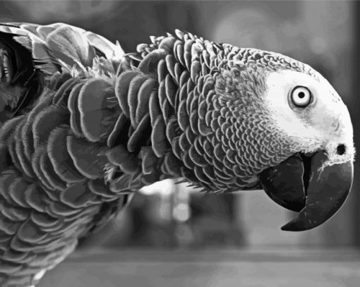 Black And White Grey Parrot Diamond Painting