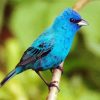 Blue Indigo Bunting Bird Diamond Painting