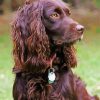 Boykin Spaniel Dog Diamond Painting