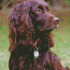 Boykin Spaniel Dog Diamond Painting