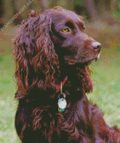 Boykin Spaniel Dog Diamond Painting