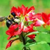 Bumblebee On Indian Paintbrush Diamond Painting