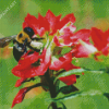 Bumblebee On Indian Paintbrush Diamond Painting