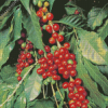 CoffeeCoffee Beans Tree Diamond Painting Beans Tree Diamond Painting