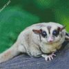 Cute Sugar Glider Diamond Painting