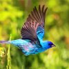 Flying Indigo Bunting Bird Diamond Painting