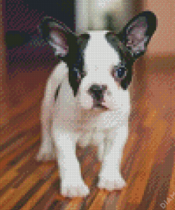 Frenchton Dog Diamond Painting