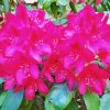 Fuchsia Rhododendron Diamond Painting