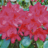 Fuchsia Rhododendron Diamond Painting