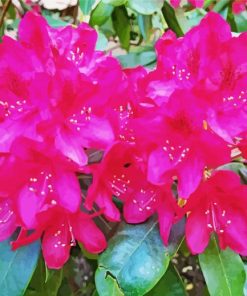 Fuchsia Rhododendron Diamond Painting