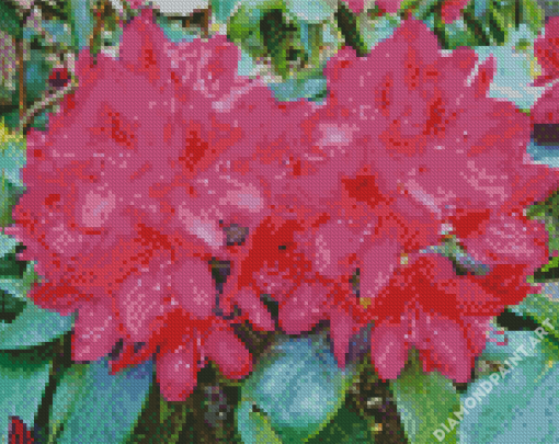 Fuchsia Rhododendron Diamond Painting