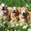 Golden Retriever Dogs With Daisies Diamond Painting