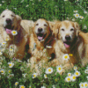 Golden Retriever Dogs With Daisies Diamond Painting