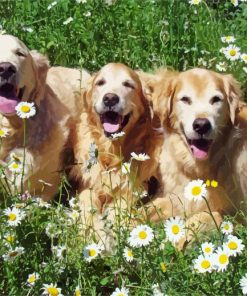 Golden Retriever Dogs With Daisies Diamond Painting