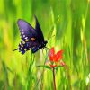 Indian Paintbrush And Butterfly Diamond Painting