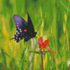 Indian Paintbrush And Butterfly Diamond Painting