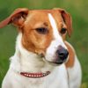 Jack Russell Terrier Dog Diamond Painting