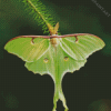 Luna Moth Insect Diamond Painting