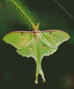 Luna Moth Insect Diamond Painting