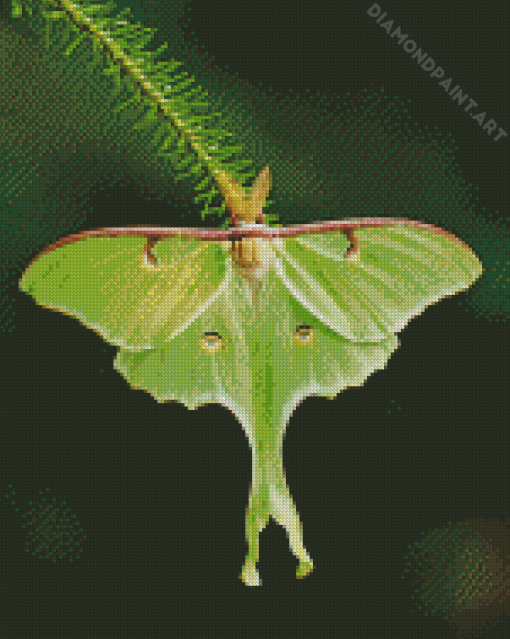 Luna Moth Insect Diamond Painting