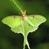 Luna Moth Insect Diamond Painting