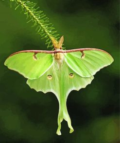 Luna Moth Insect Diamond Painting