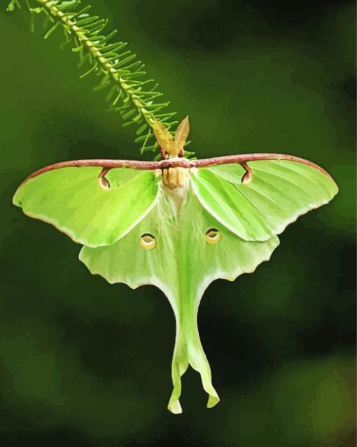 Luna Moth Insect Diamond Painting