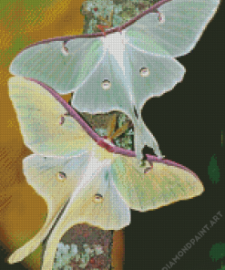 Luna Moth Insects Diamond Painting