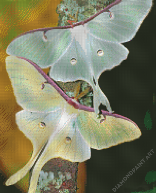 Luna Moth Insects Diamond Painting