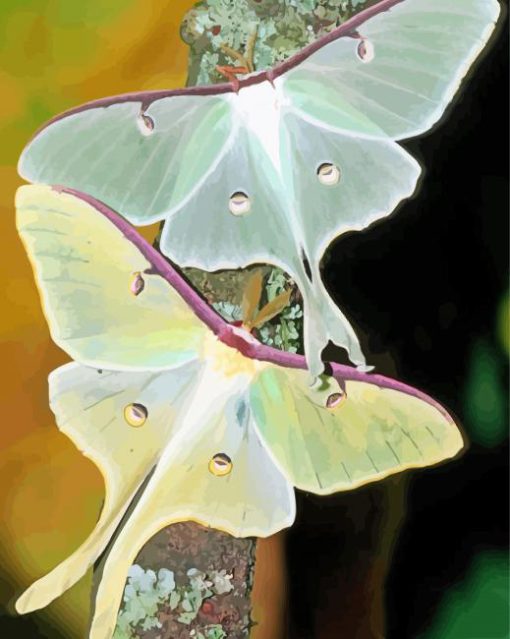 Luna Moth Insects Diamond Painting