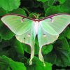 Luna Moth Diamond Painting