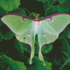 Luna Moth Diamond Painting