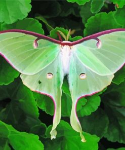 Luna Moth Diamond Painting