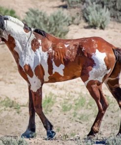 Piccaso The Wild Horse Diamond Painting